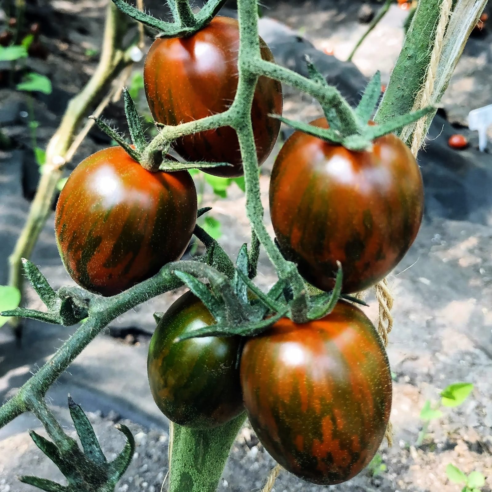 Dark zebra-striped F1 tomato hybrid — speciality phenotype rarely available in commercial seed catalogues