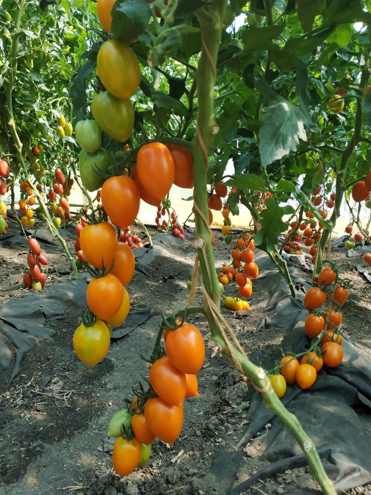 Mixed-colour F1 tomato hybrids ripening in the Lazarev Seeds breeding tunnel — Ukraine, 2025